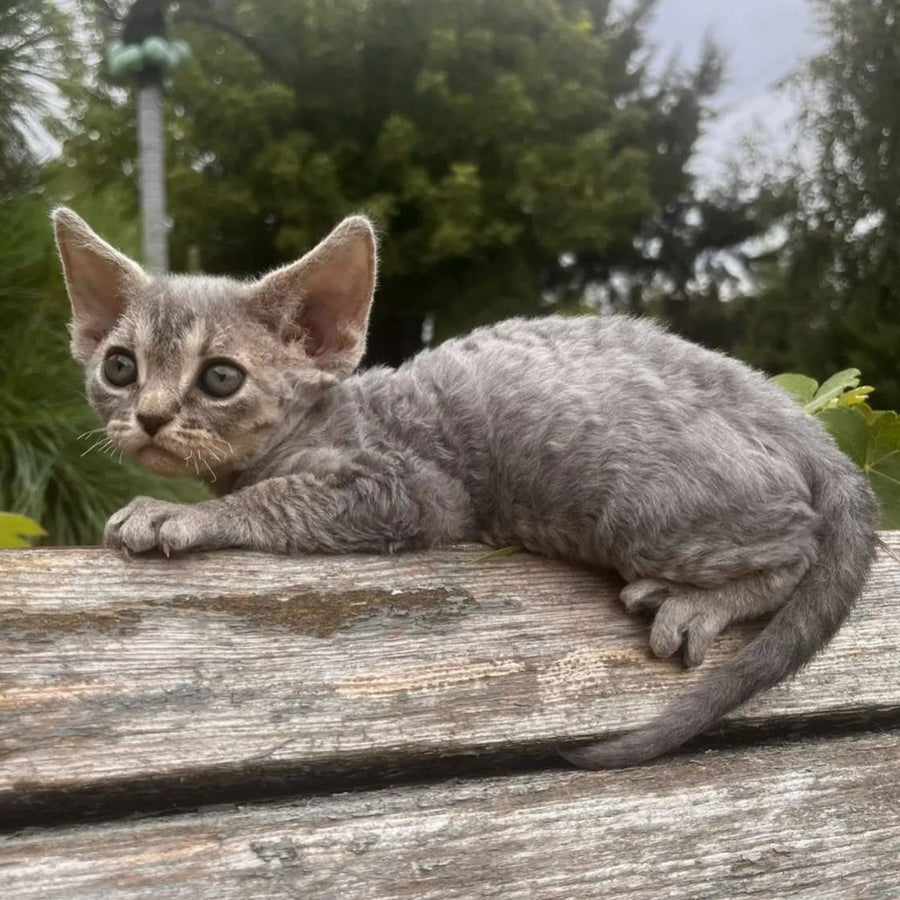 Stiksi Devon Rex female, blue tabby