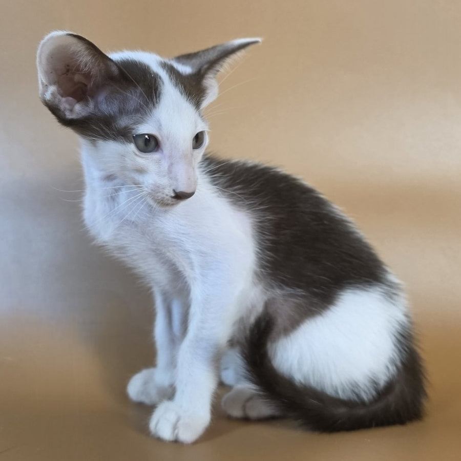 Cookie Oriental Shorthair male, chocolate van