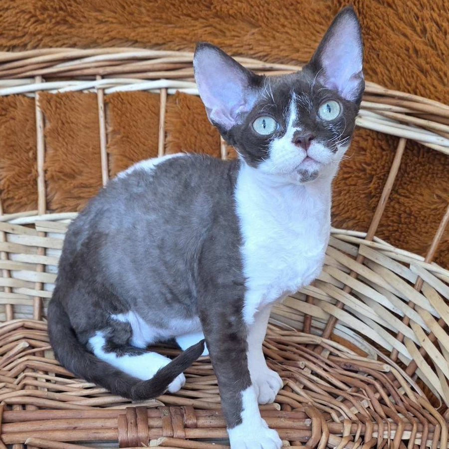 Uylis Devon Rex male, chocolate bicolour