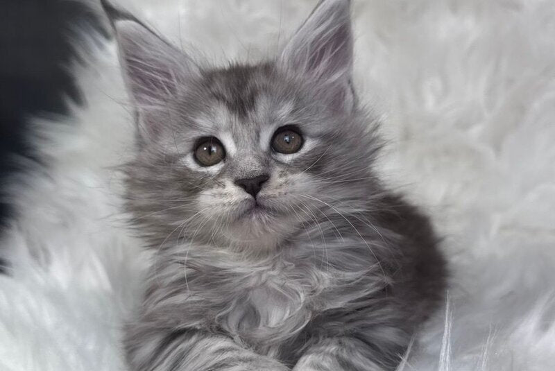 Conor Maine Coon male black silver tabby bicolour - live animals