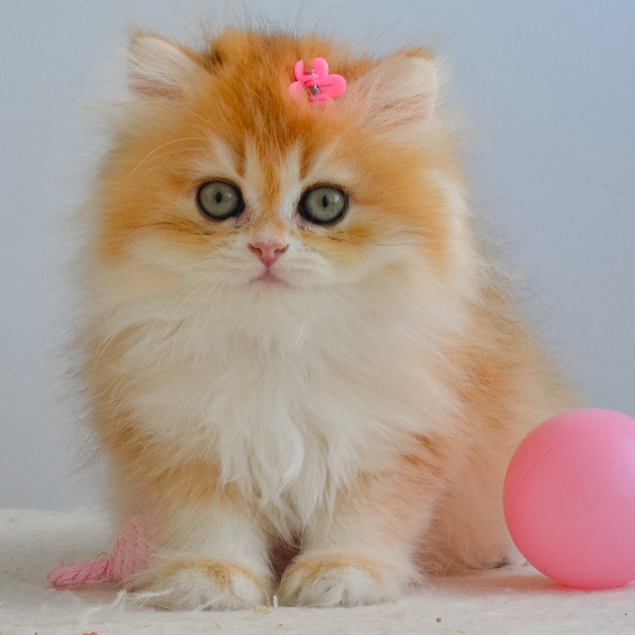 Gaia British Longhair female, black golden chinchilla
