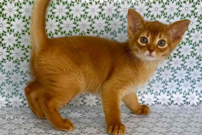 Bakara Abyssinian female sorrel - live animals