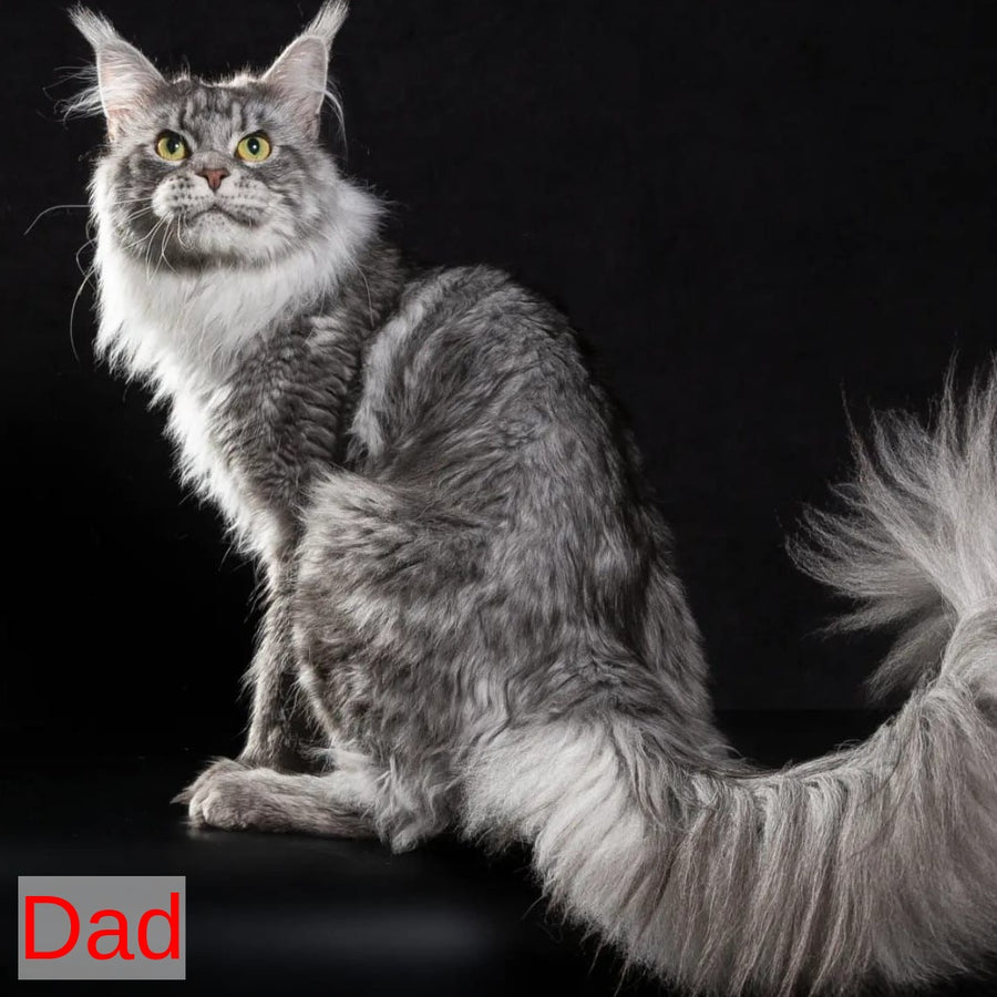 Nemo Maine Coon male, red tabby