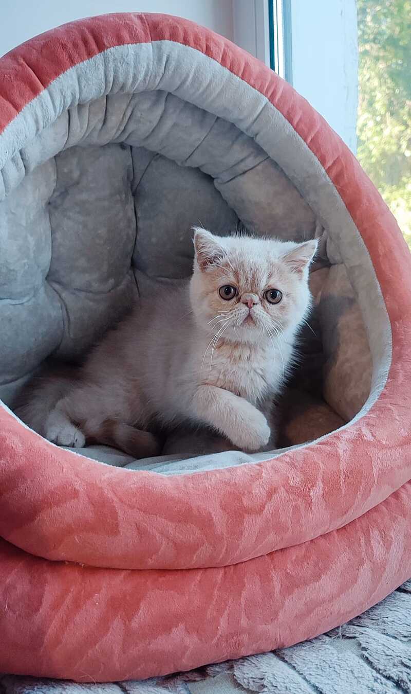 Bob Exotic male cream - live animals