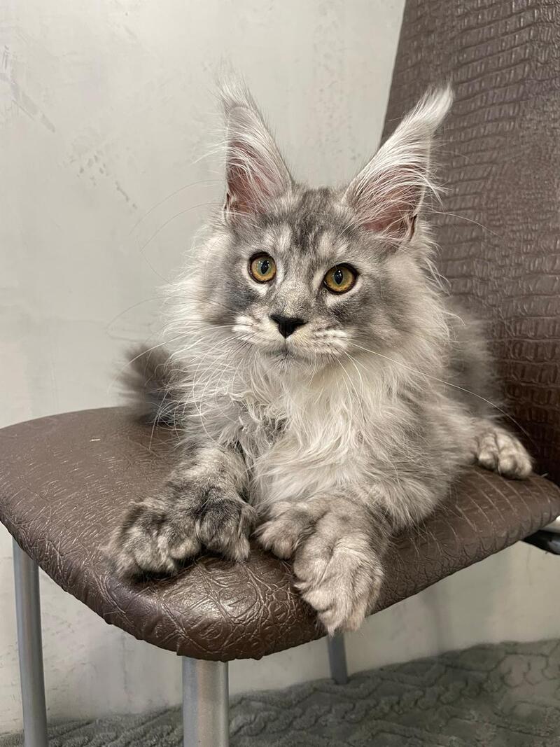 Dankos Maine Coon polydactyl male, black silver ticked tabby