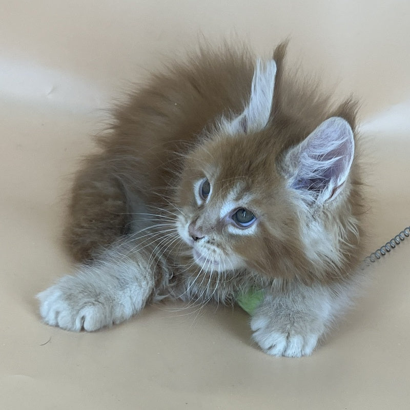 Brahms Maine Coon male, red tabby