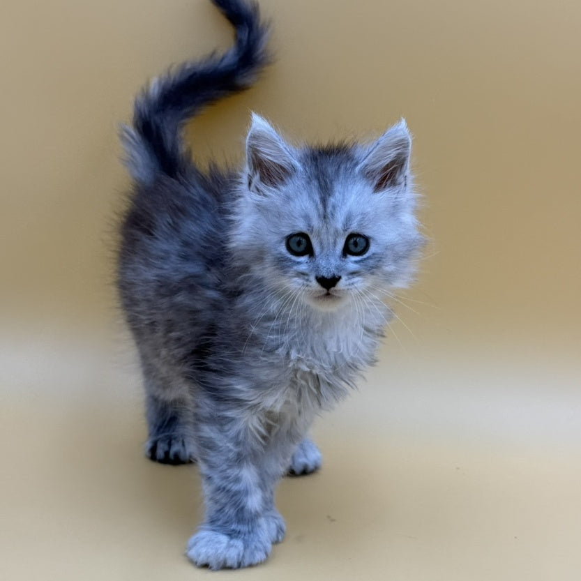 Hey jay Maine Coon polydactyl 6x6x6x6 male, black silver tabby