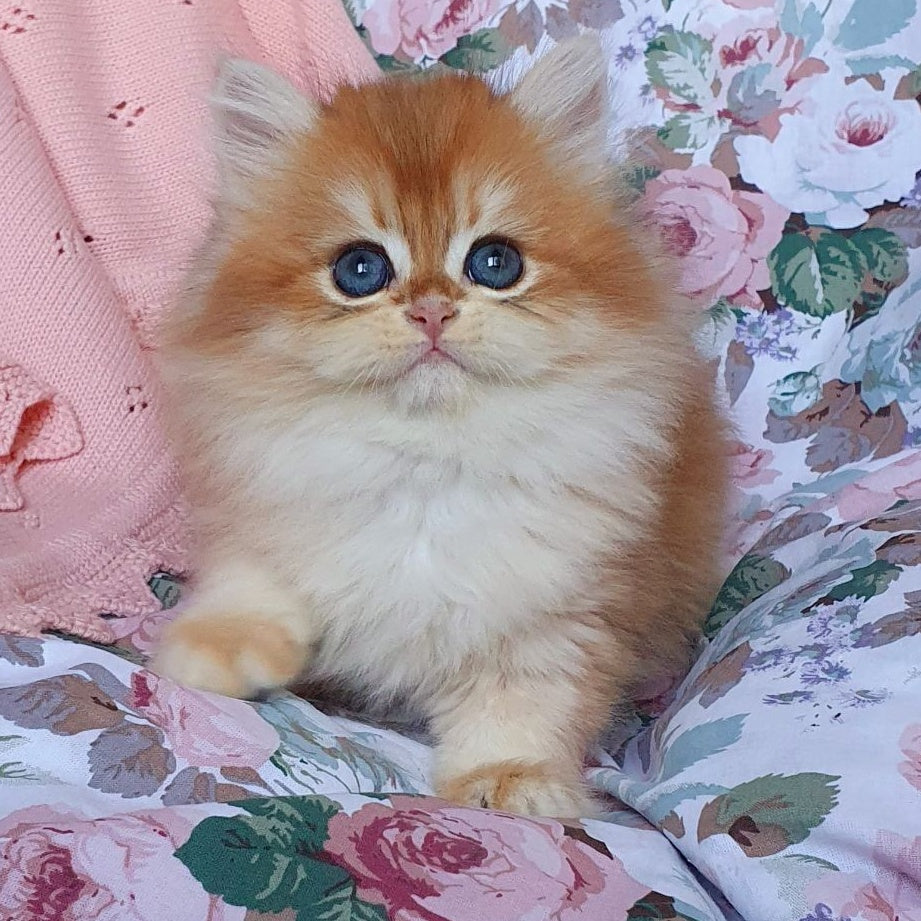 Arisha British Longhair female, black golden chinchilla