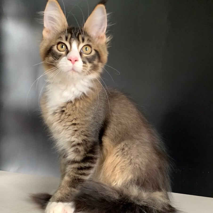 Onyx Maine Coon polydactyl 6x6x6x6 male, black ticked tabby with white