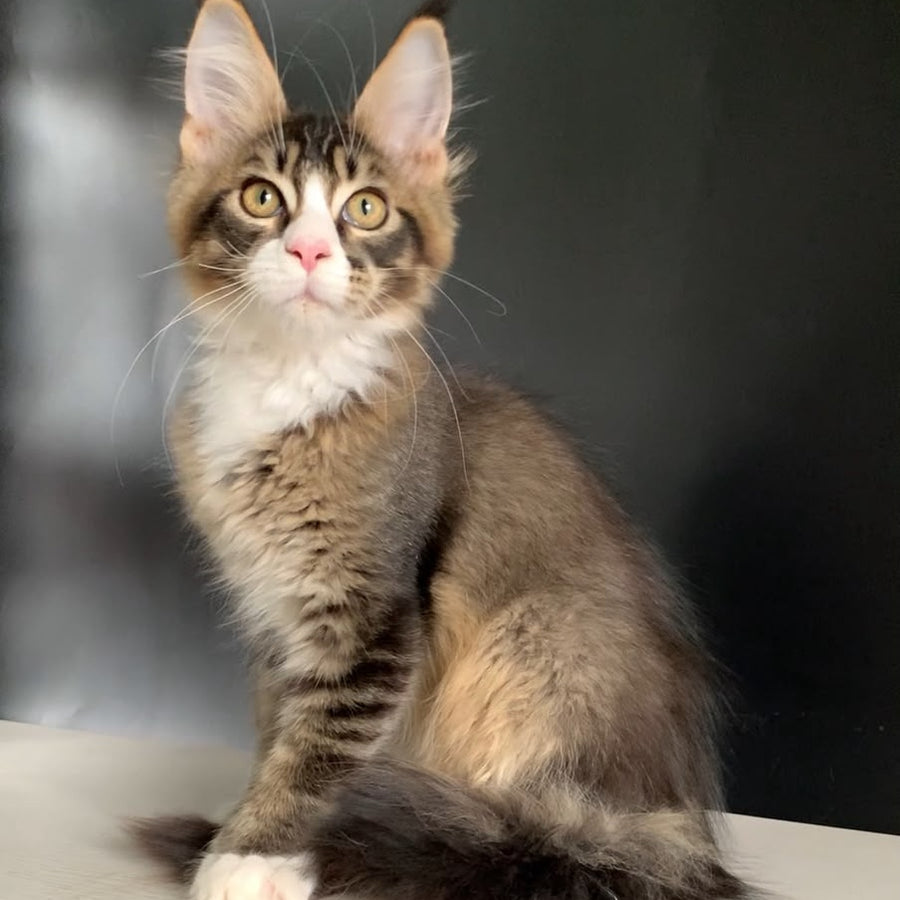 Onyx Maine Coon polydactyl 6x6x6x6 male, black ticked tabby with white