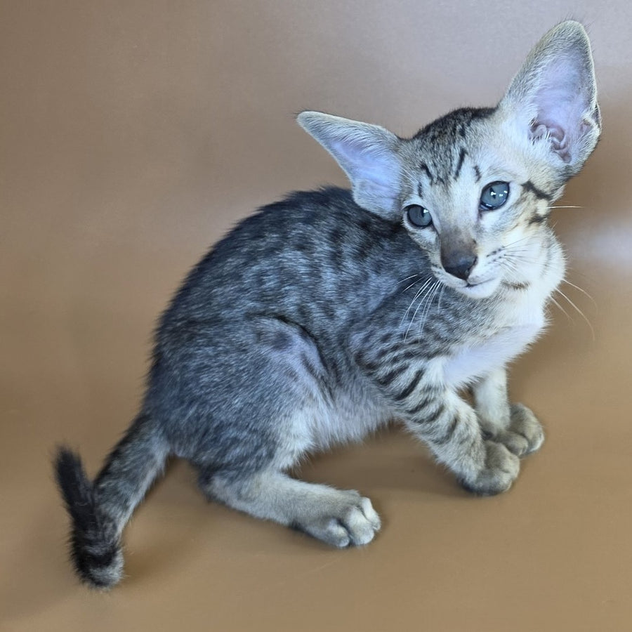 Yorick Oriental Shorthair male, black spotted tabby