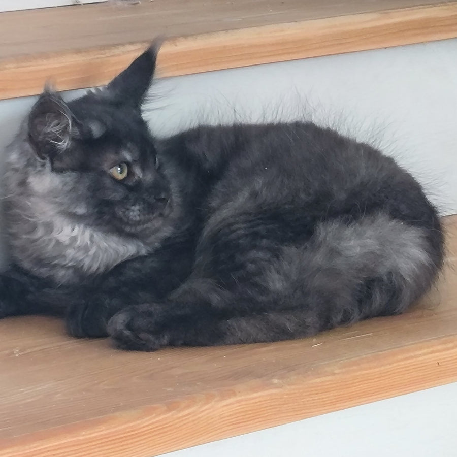 Xanti Maine Coon male, black silver