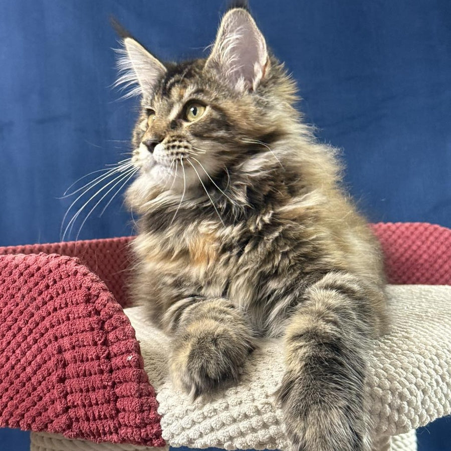 Calina Maine Coon female, black tortie tabby