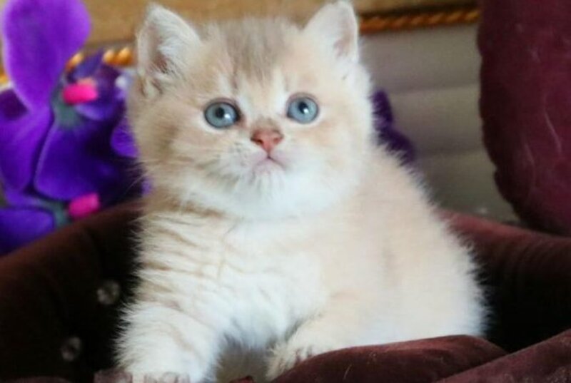Stiven British Shorthair male, lilac golden shaded
