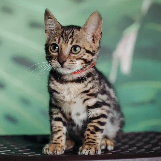 Flora Bengal female, black spotted tabby