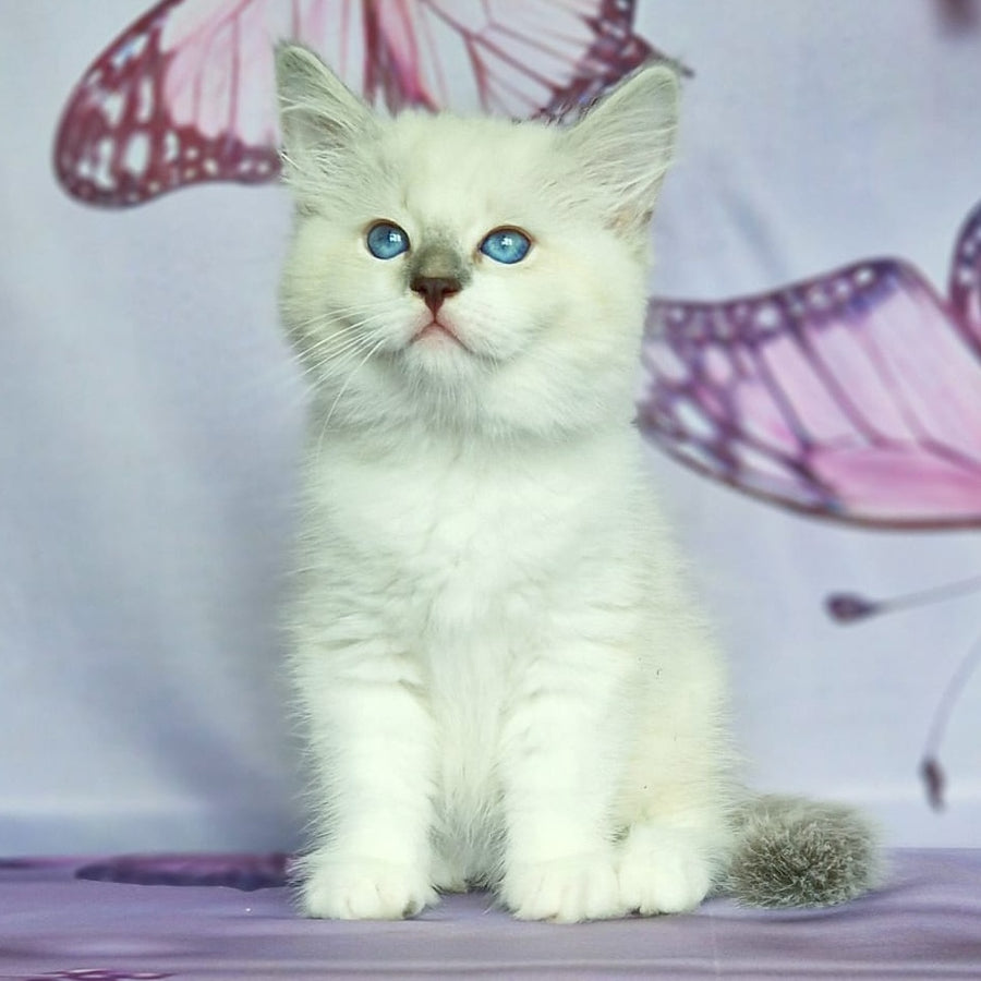 Eshley Siberian male, blue with white tabby pointed