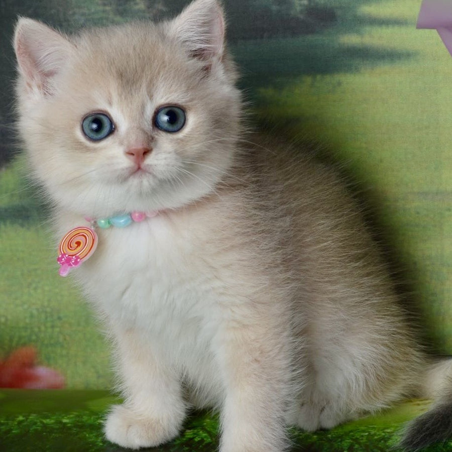 Una British Shorthair female, blue golden shaded