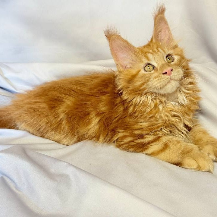 Mufasa Maine Coon polydactyl 6x6x6x6 male, red with white