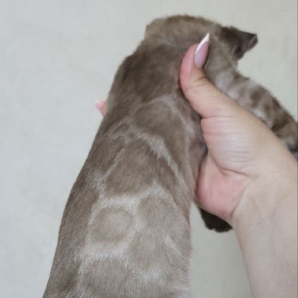 Nutela Bengal female, black pointed spotted tabby