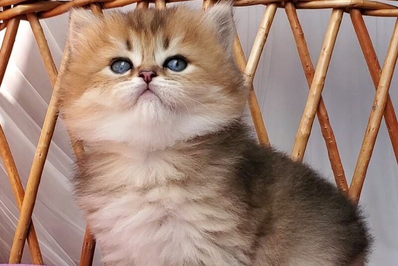 Zeus British Longhair male black golden ticked tabby - live animals