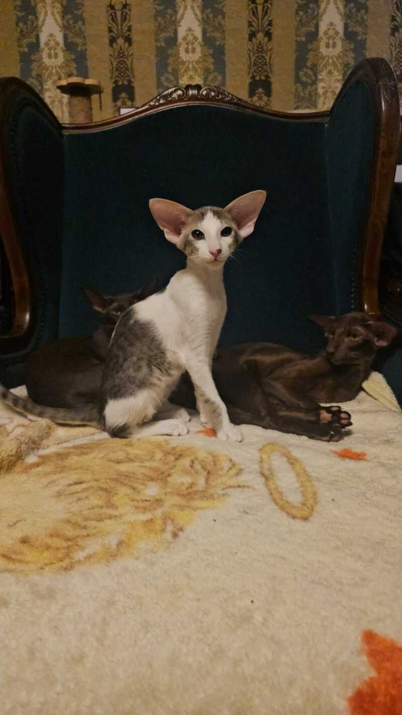 Romeo Oriental Shorthair male blue bicolour spotted tabby - live animals