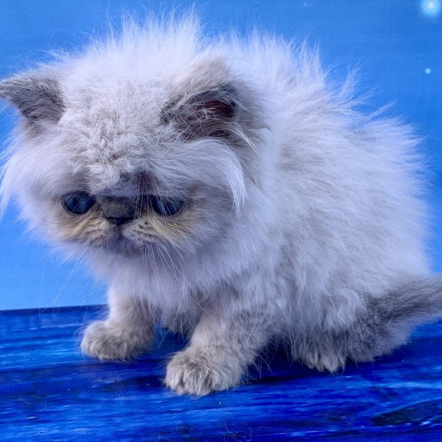 Bruno Persian male, blue pointed