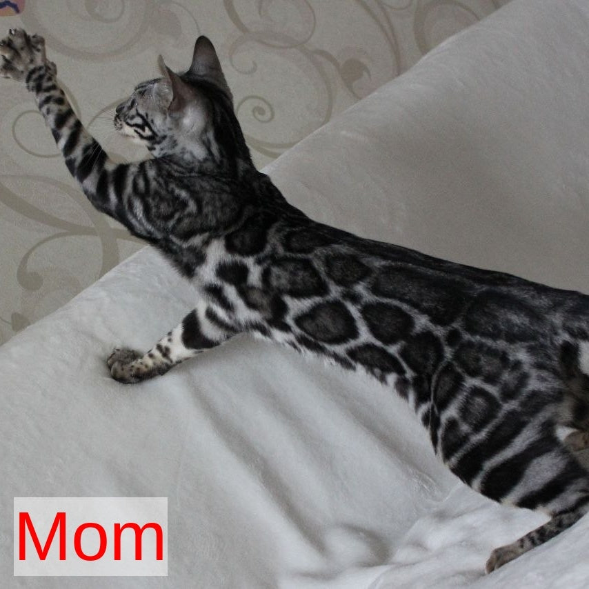 Shaih Bengal male, smoky