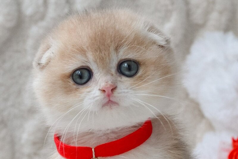 Marco Scottish Fold male, blue golden chinchilla