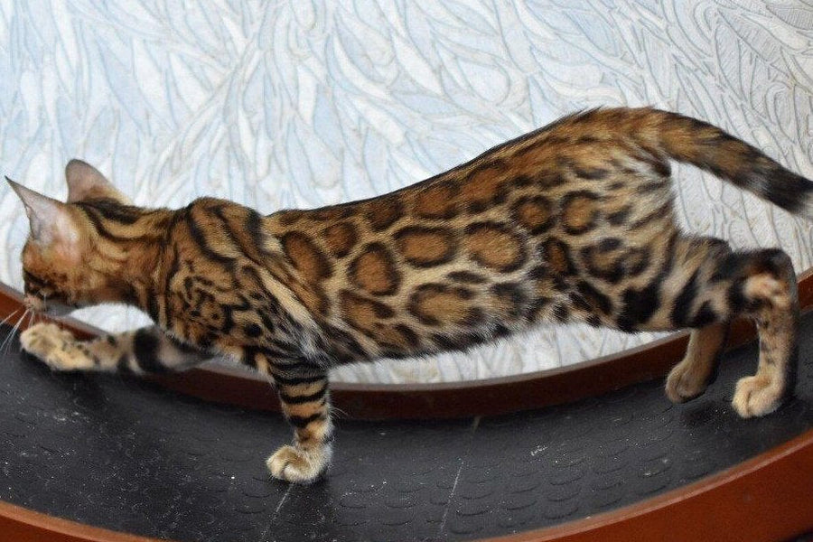 Magnus Bengal male black spotted tabby - live animals