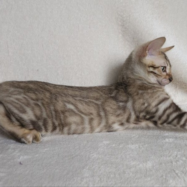 Max Bengal male, seal tabby
