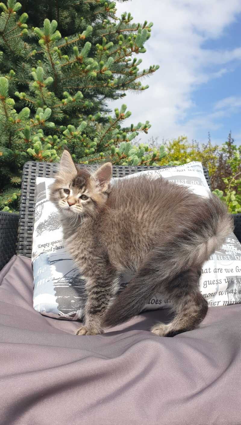 Grace Maine Coon female black ticked tabby - live animals