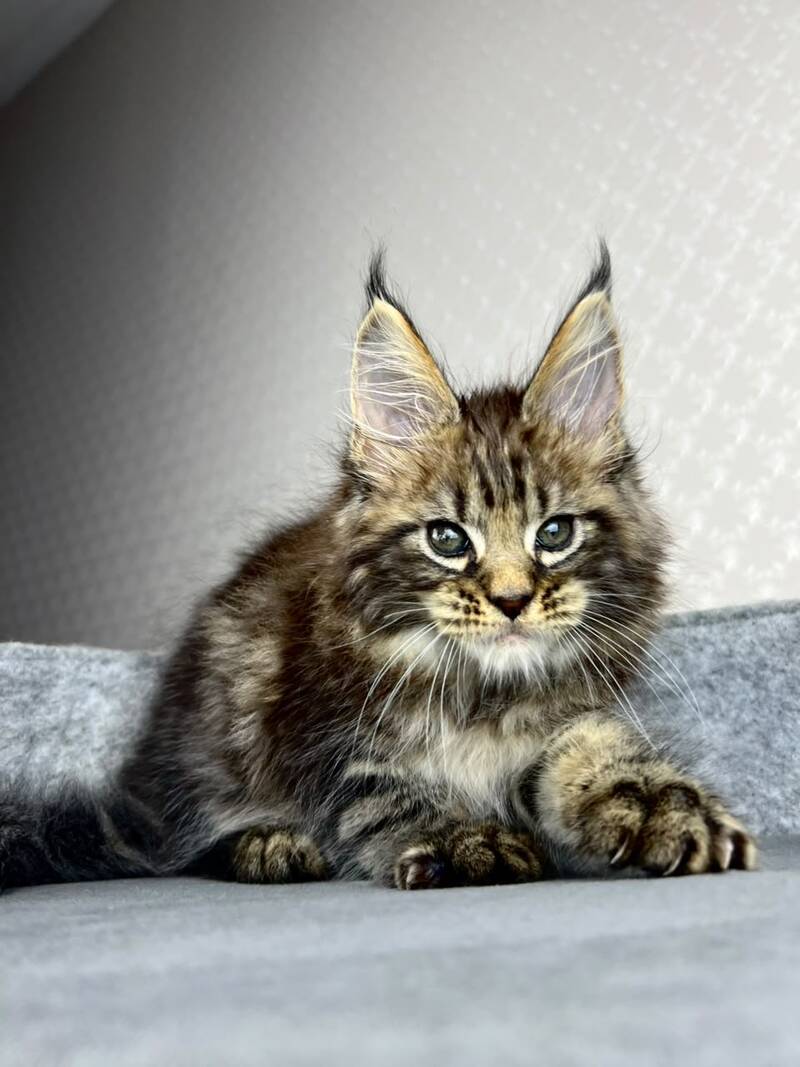 Pathos Maine Coon male, black tabby
