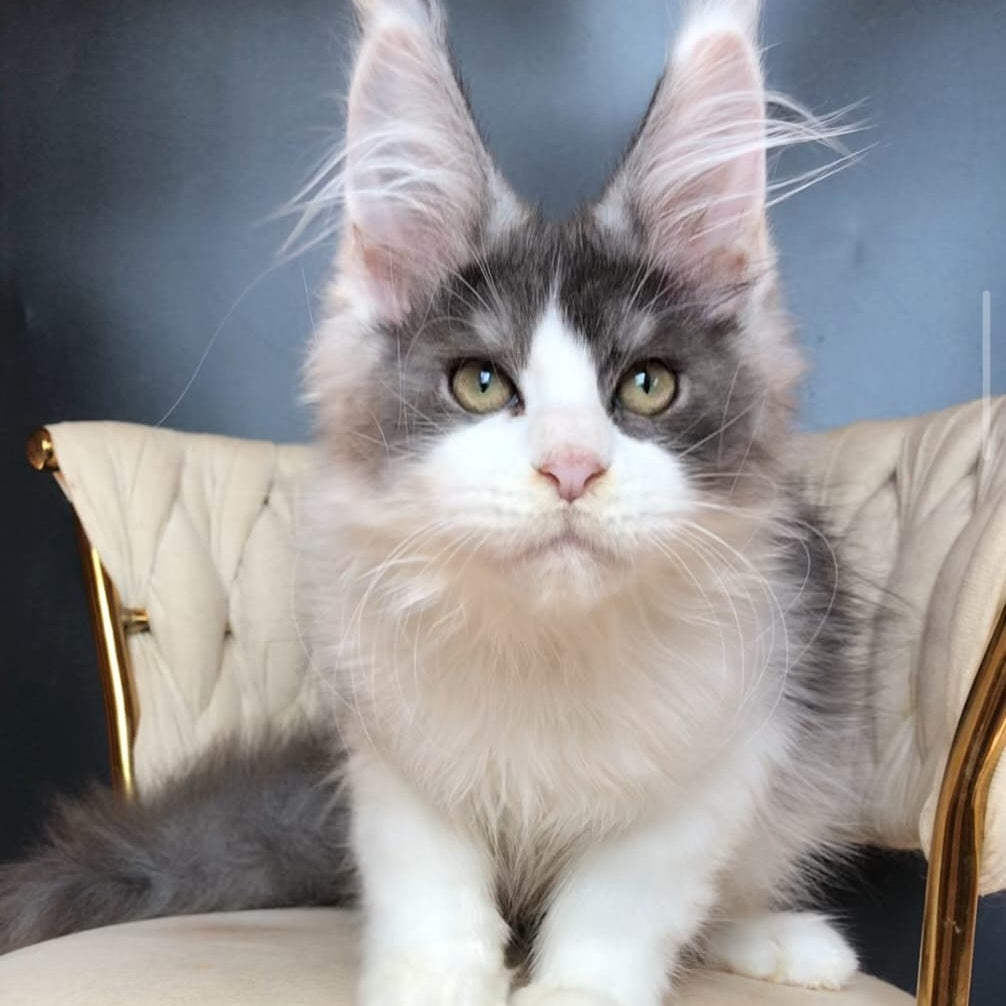 Casanova Maine Coon male, black silver bicolour