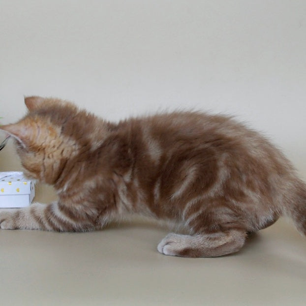 Tasha Scottish Straight male, cinnamon tabby
