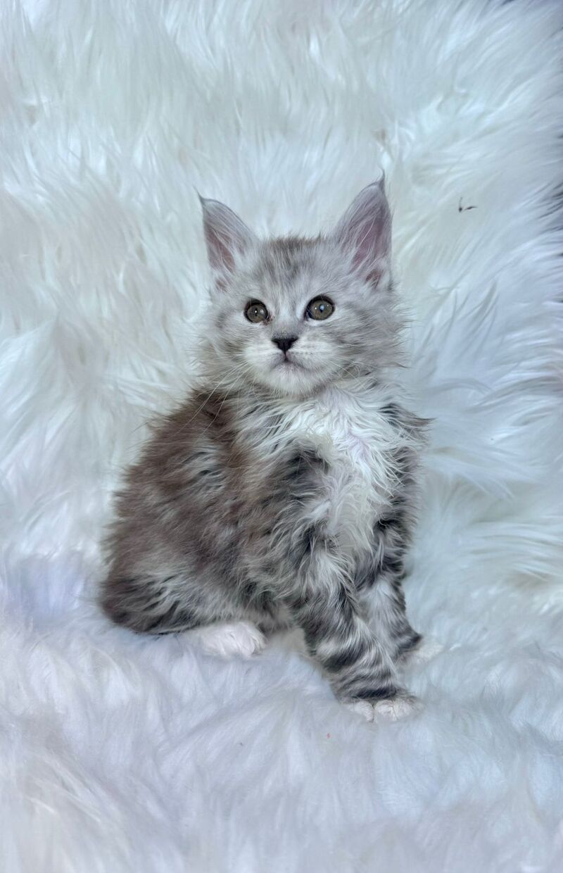 Cillian Maine Coon male black silver tabby bicolour - live animals
