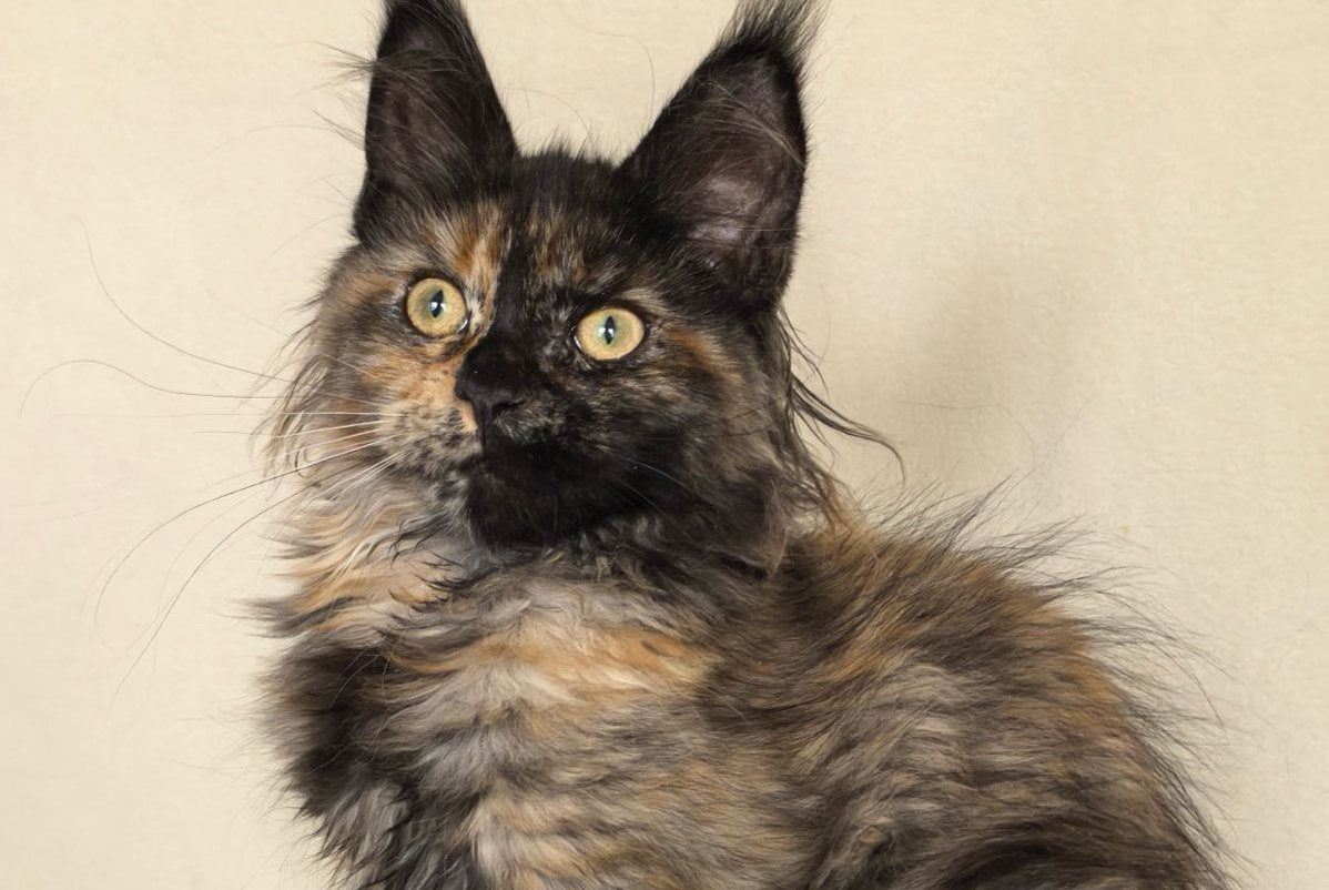 Denise Maine Coon female, black tortie