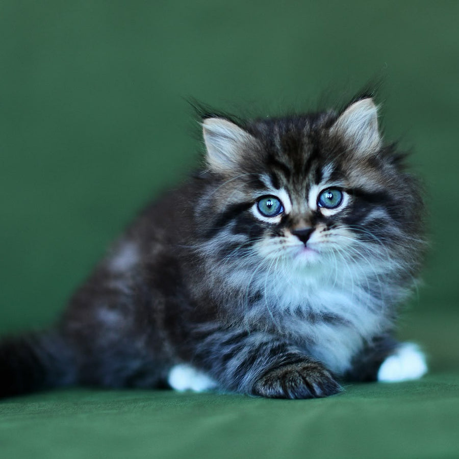 Taisiya Siberian female, black spotted tabby with white
