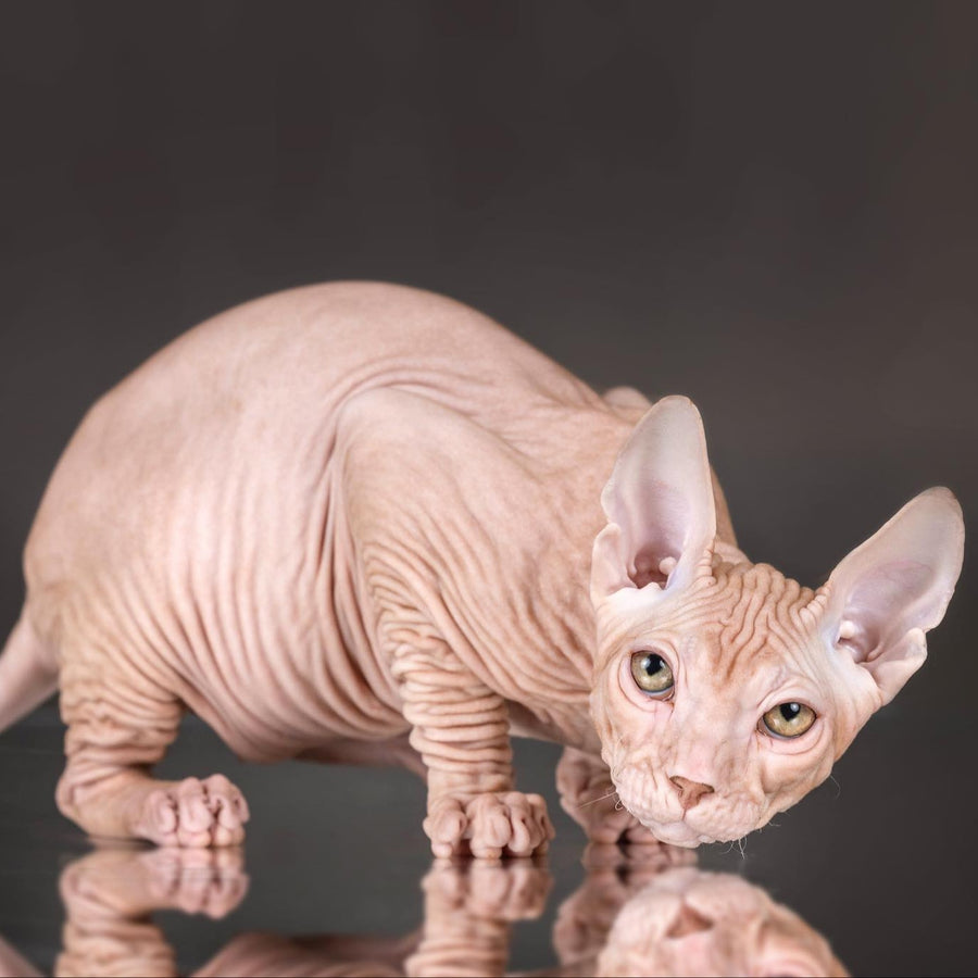 Uspeh Don Sphynx male, red