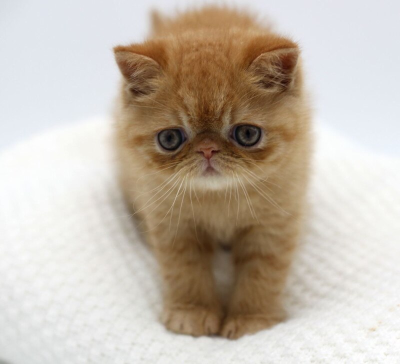 Rokki Exotic male, red spotted tabby