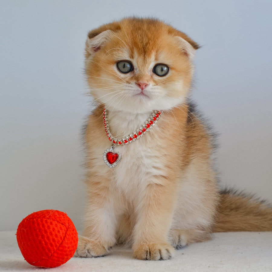 Jade Scottish Fold female, black golden shaded