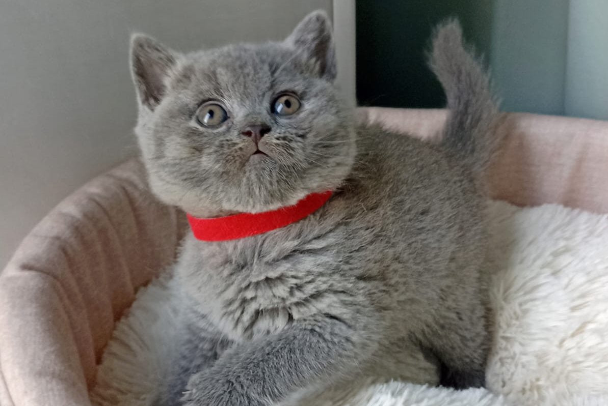 Germiona British Shorthair female, blue