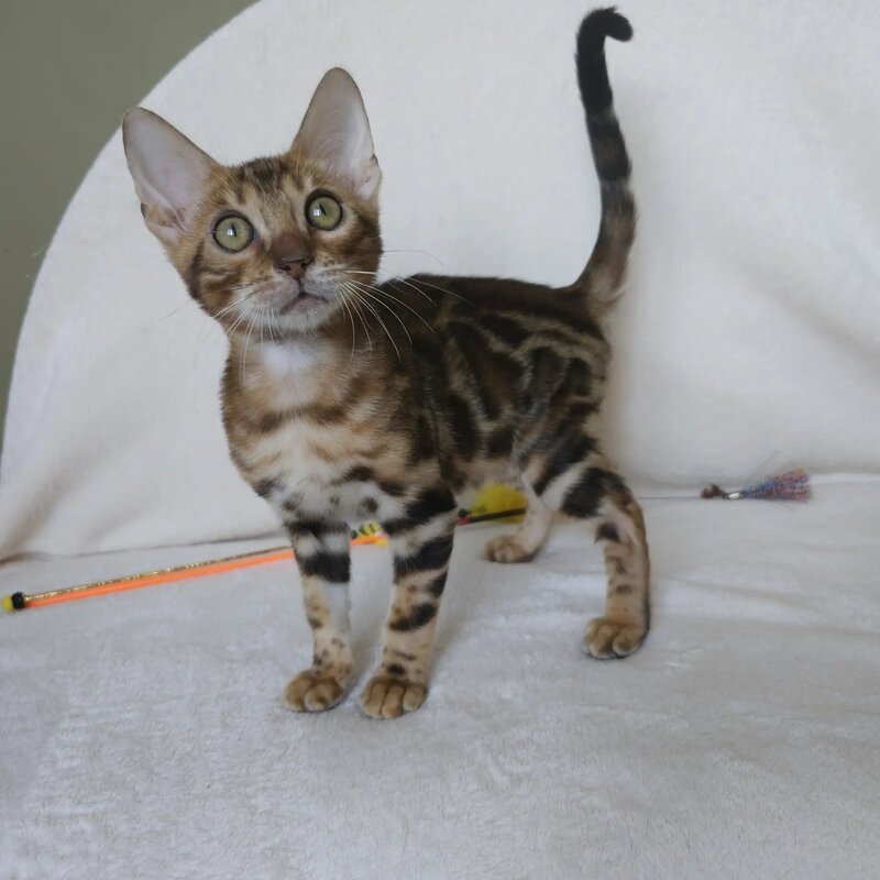 Тamerlan Bengal male black spotted tabby - live animals