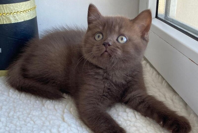 Josie British Shorthair female, chocolate