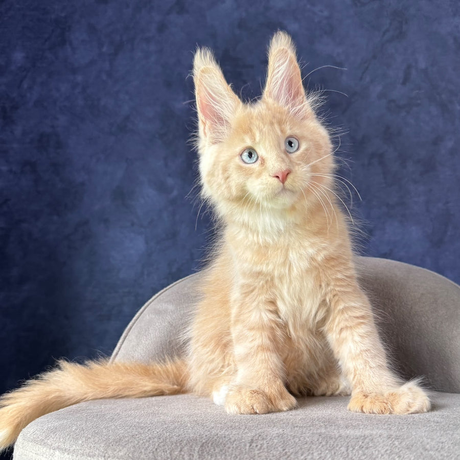 Rumbik Maine Coon polydactyl 6x6x6x6 male, cream with white