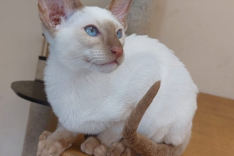 Yuvelir Siamese male, cinnamon