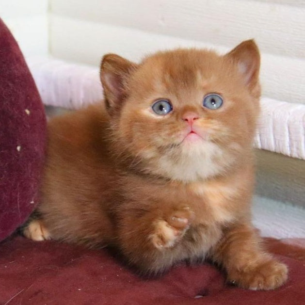 Rebecca British Shorthair female, cinnamon tortie