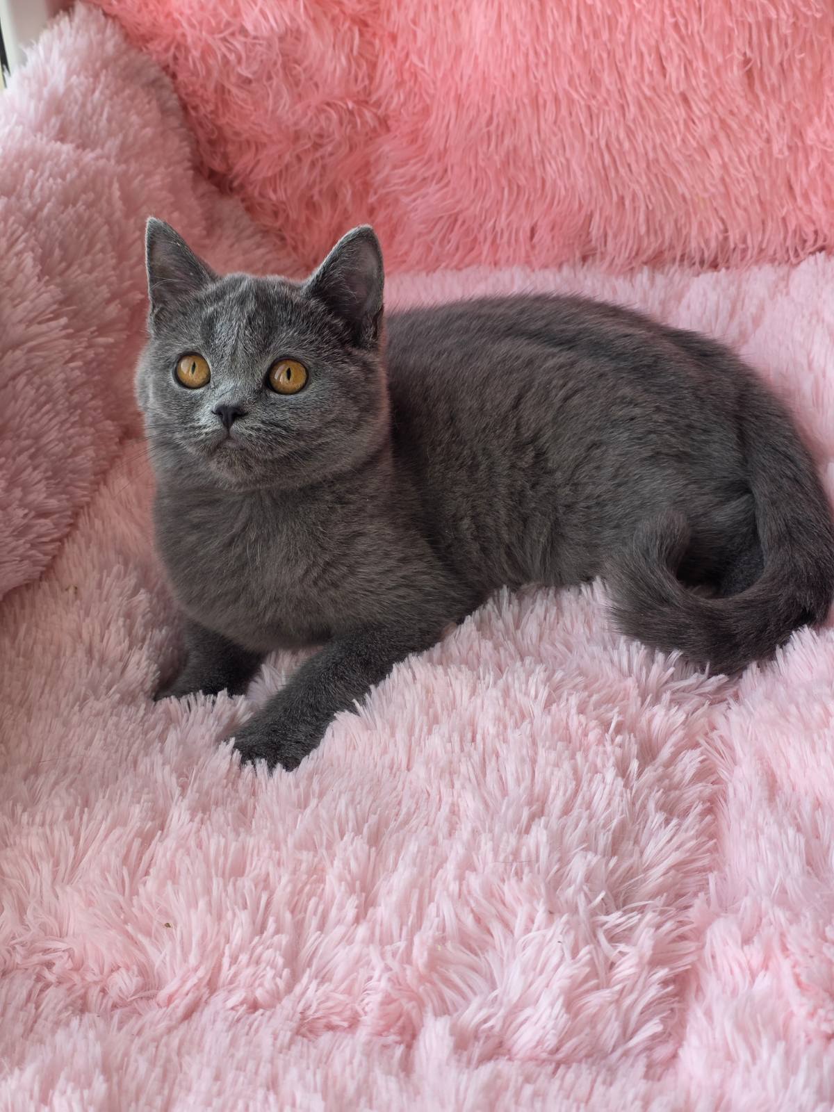Caitlin British Shorthair female, blue