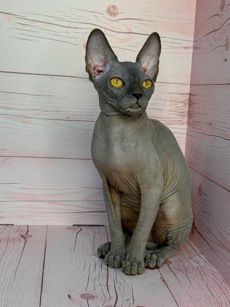 Adel Canadian Sphynx male, blue
