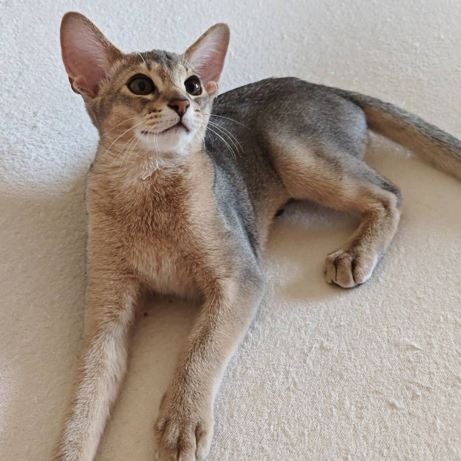 Kai Abyssinian male, blue