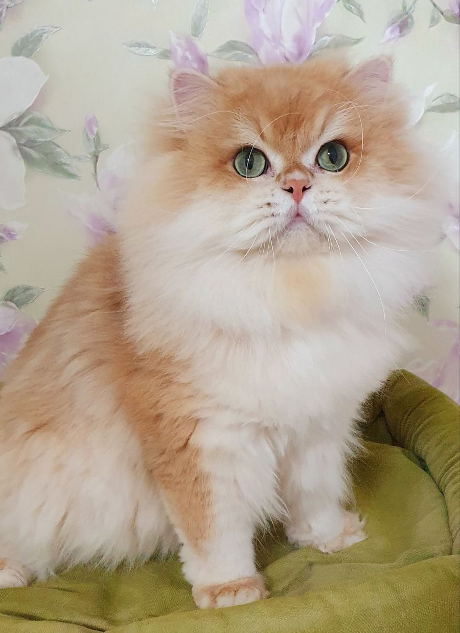 Dallas British Longhair male, black golden chinchilla